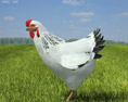 Chicken (hen) Low Poly 3d model