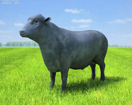 Angus Bull Low Poly Modello 3D