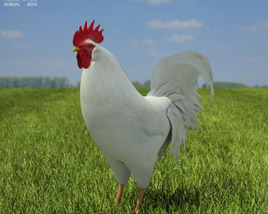 Rooster Leghorn Low Poly 3D model