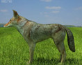 Coyote Low Poly 3d model