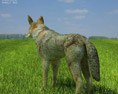 Coyote Low Poly 3d model