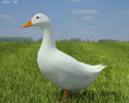 Pekin Duck Low Poly Modelo 3d
