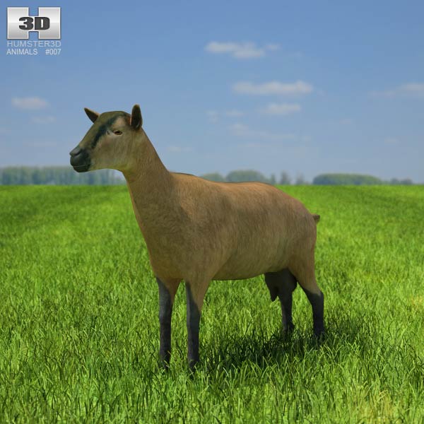 Alpine Goat Low Poly 3D model