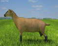 Alpine Goat Low Poly Modello 3D