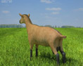 Alpine Goat Low Poly Modello 3D