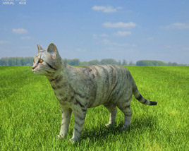 Cat Low Poly 3D-Modell