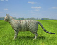 Cat Low Poly 3d model