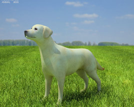 Labrador Retriever Low Poly Modelo 3d