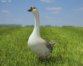 Chinese Goose Low Poly Modello 3D