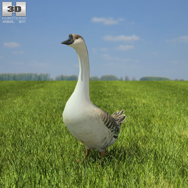 Chinese Goose Low Poly 3D model