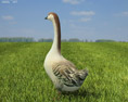 Chinese Goose Low Poly Modelo 3d
