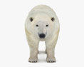 Polar Bear Low Poly Rigged 3D-Modell