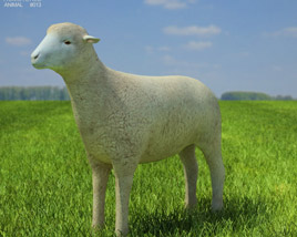 Sheep Low Poly 3D model