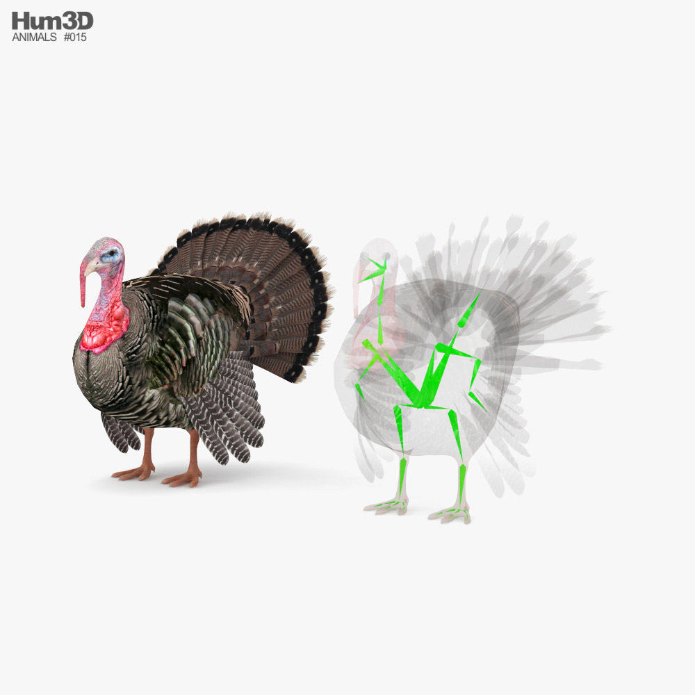 Turkey Low Poly Rigged 3D-Modell