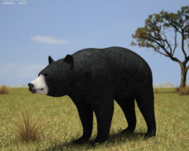 American Black Bear Low Poly 3D модель