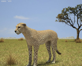 Cheetah Low Poly 3D модель