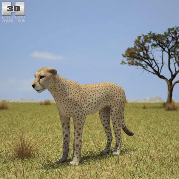 Cheetah Low Poly 3D model