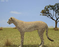 Cheetah Low Poly 3d model