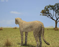 Cheetah Low Poly 3d model