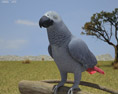 African Grey Parrot Low Poly 3d model