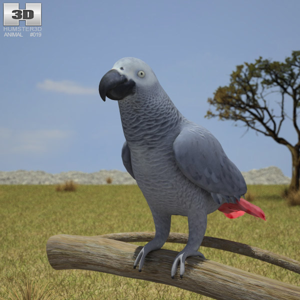 African Grey Parrot Low Poly 3D model