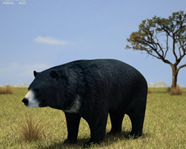 Asian Black Bear Low Poly Modelo 3d