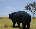 Asian Black Bear Low Poly Modello 3D