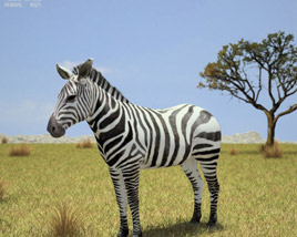 Zebra Low Poly Modello 3D