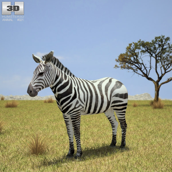 Zebra Low Poly 3D 모델 