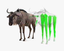 Wildebeest Low Poly Rigged Modello 3D