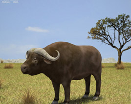 African Buffalo Low Poly 3D модель