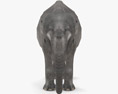 Asian Elephant Low Poly Rigged Modelo 3D