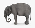 Asian Elephant Low Poly Rigged 3D-Modell
