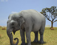 Asian Elephant Low Poly Modèle 3d