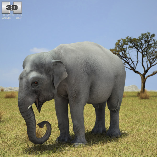 Asian Elephant Low Poly 3D model