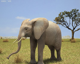 African Elephant Low Poly 3D model