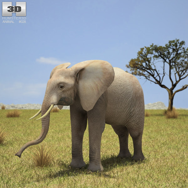 African Elephant Low Poly 3D model