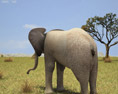 African Elephant Low Poly 3d model