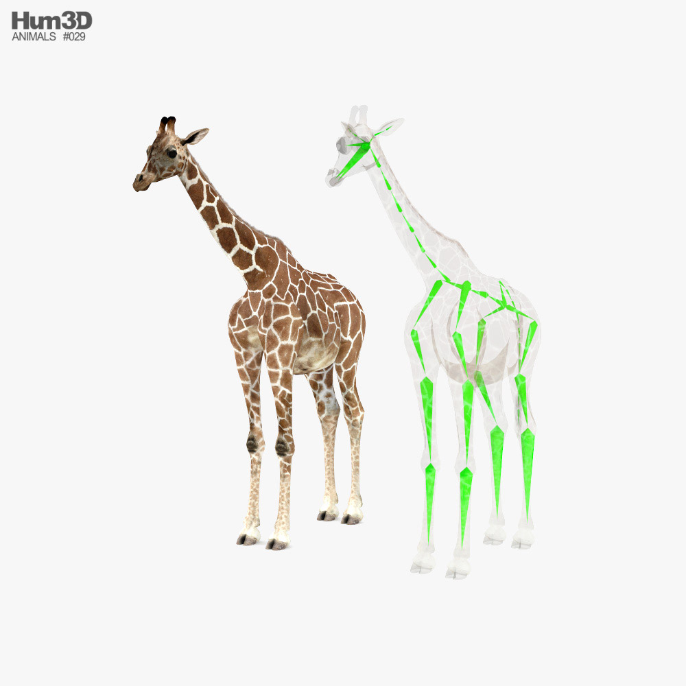 Giraffe Low Poly Rigged 3D model