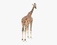 Giraffe Low Poly Rigged Modèle 3d