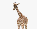 Giraffe Low Poly Rigged Modèle 3d