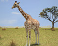 Giraffe Low Poly 3D 모델 