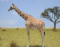 Giraffe Low Poly Modèle 3d