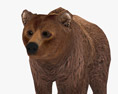 Brown Bear Low Poly Rigged 3D模型