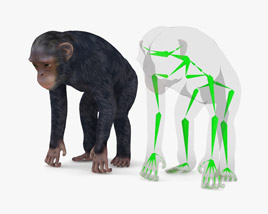Chimpanzee Low Poly Rigged Modèle 3D