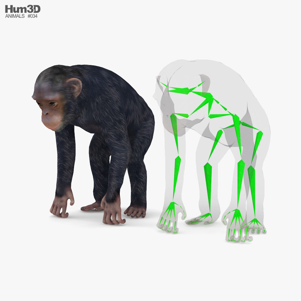 Chimpanzee Low Poly Rigged Modelo 3D