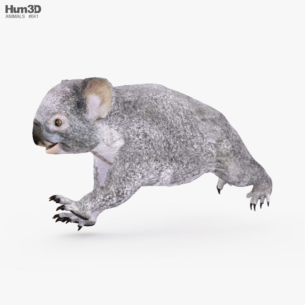 Koala Low Poly Rigged Animated Modello 3D