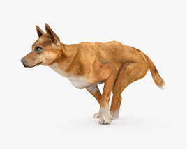 Dingo Low Poly Rigged Animated 3D model