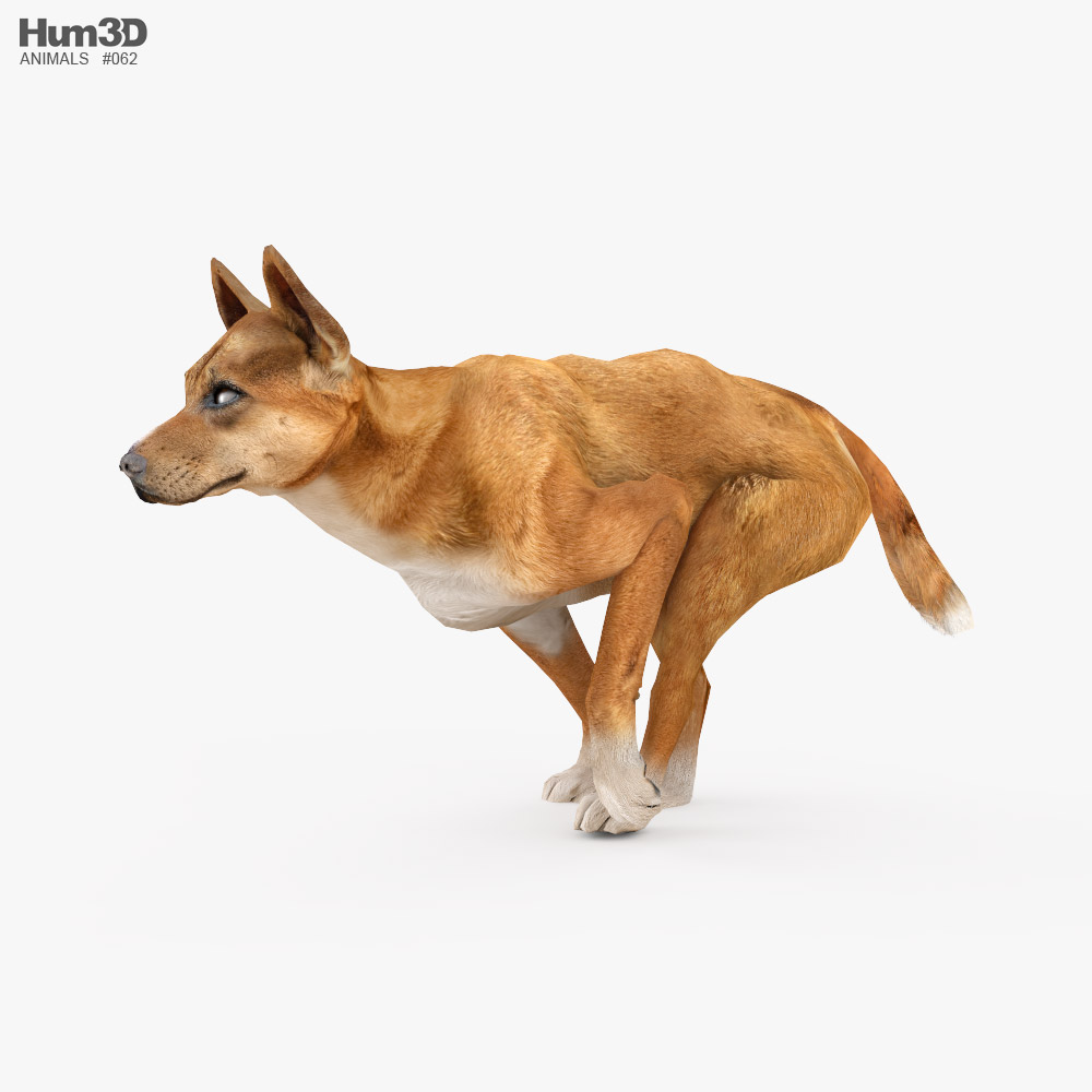 Dingo Low Poly Rigged Animated 3D model