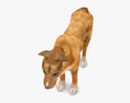 Dingo Low Poly Rigged Animated 3D-Modell